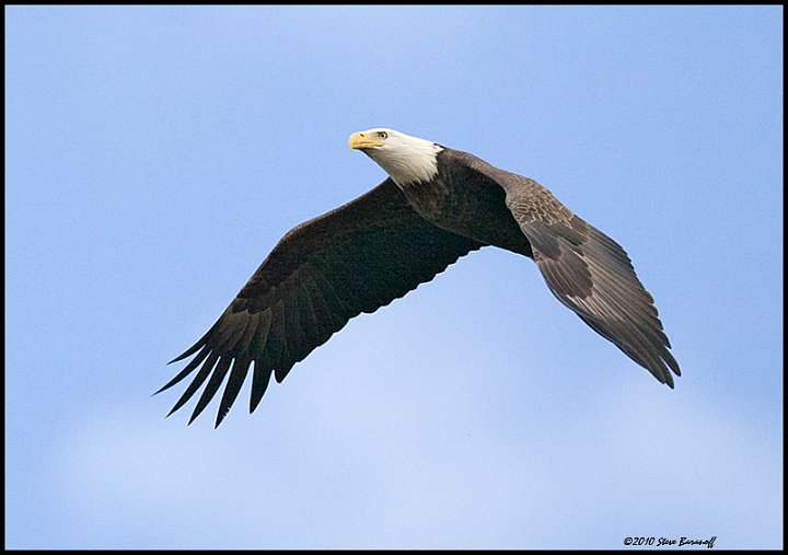 _0SB9738 american bald eagle.jpg